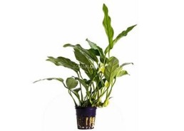 Anubias gracilis - Pot 5,5cm - Plantes en pots de 5,5cm - aquarium - Comptoir du Poisson exotique