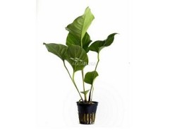 Anubias hastifolia - Pot 5,5cm - Plantes en pots de 5,5cm - aquarium - Comptoir du Poisson exotique