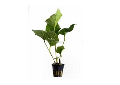 Anubias hastifolia - Pot 5,5cm - Plantes en pots de 5,5cm - aquarium - Comptoir du Poisson exotique