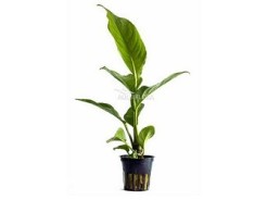 Anubias heterophylla - Pot 5,5cm - Plantes en pots de 5,5cm - aquarium - Comptoir du Poisson exotique