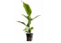 Anubias heterophylla - Pot 5,5cm - Plantes en pots de 5,5cm - aquarium - Comptoir du Poisson exotique