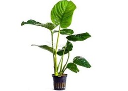 Anubias barteri - Pot 5,5cm - Plantes en pots de 5,5cm - aquarium - Comptoir du Poisson exotique