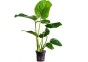 Anubias barteri - Pot 5,5cm - Plantes en pots de 5,5cm - aquarium - Comptoir du Poisson exotique