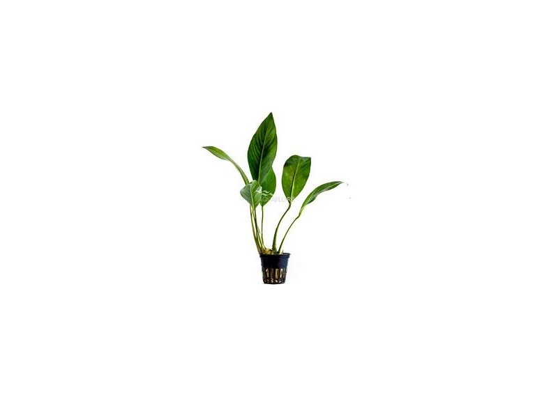 Anubias congensis - Pot 5,5cm - Plantes en pots de 5,5cm - aquarium - Comptoir du Poisson exotique