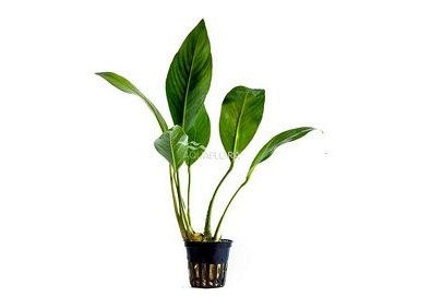 Anubias congensis - Pot 5,5cm - Plantes en pots de 5,5cm - aquarium - Comptoir du Poisson exotique