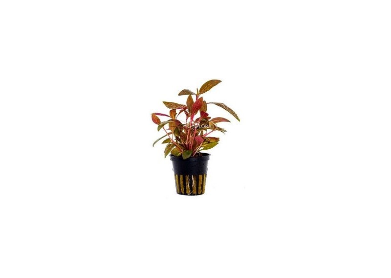 Alternanthera reineckii 'Rosaefolia' - Pot 5,5cm - Plantes en pots de 5,5cm - aquarium - Comptoir du Poisson exotique