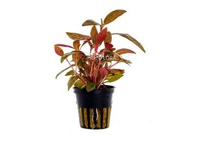 Alternanthera reineckii 'Rosaefolia' - Pot 5,5cm - Plantes en pots de 5,5cm - aquarium - Comptoir du Poisson exotique