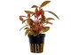 Alternanthera reineckii 'Rosaefolia' - Pot 5,5cm - Plantes en pots de 5,5cm - aquarium - Comptoir du Poisson exotique