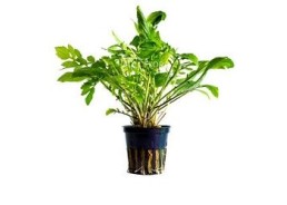 Armoracia aquatica - Pot 5,5cm - Plantes en pots de 5,5cm - aquarium - Comptoir du Poisson exotique