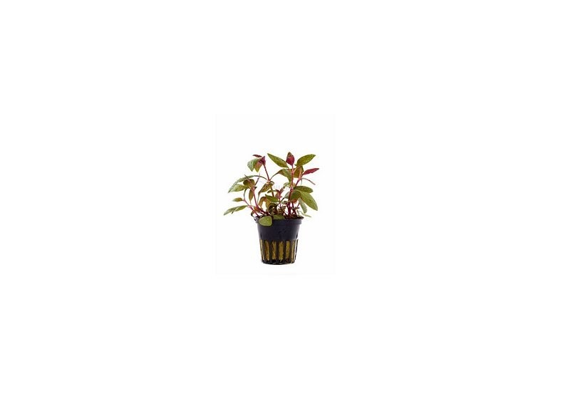 Alternanthera reineckii 'Lilacina' - Pot 5,5cm - Plantes en pots de 5,5cm - aquarium - Comptoir du Poisson exotique