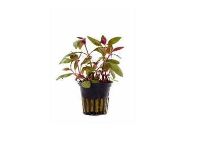 Alternanthera reineckii 'Lilacina' - Pot 5,5cm - Plantes en pots de 5,5cm - aquarium - Comptoir du Poisson exotique