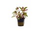 Alternanthera reineckii 'Lilacina' - Pot 5,5cm - Plantes en pots de 5,5cm - aquarium - Comptoir du Poisson exotique