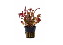 Alternanthera reineckii - Pot 5,5cm - Plantes en pots de 5,5cm - aquarium - Comptoir du Poisson exotique
