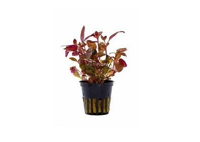 Alternanthera reineckii - Pot 5,5cm - Plantes en pots de 5,5cm - aquarium - Comptoir du Poisson exotique