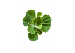 Pistia stratiotes 'Compact' - Plantes flottantes - Comptoir du Poisson exotique