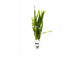 Vallisneria spiralis 'torta' - bouquet - Bouquets lestés - Comptoir du Poisson exotique