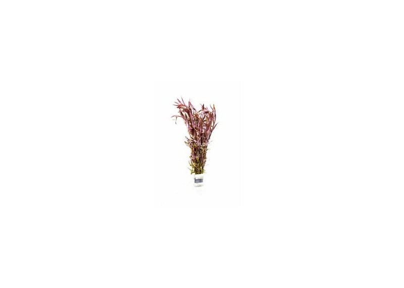 Rotala rotundifolia - Bouquet - Bouquets lestés - Comptoir du Poisson exotique