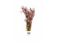 Rotala rotundifolia - Bouquet - Bouquets lestés - Comptoir du Poisson exotique