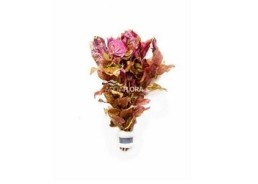 Rotala macrandra - Bouquet - Bouquets lestés - Comptoir du Poisson exotique