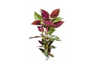 Nomaphila species (red) - Bouquet - Bouquets lestés - Comptoir du Poisson exotique
