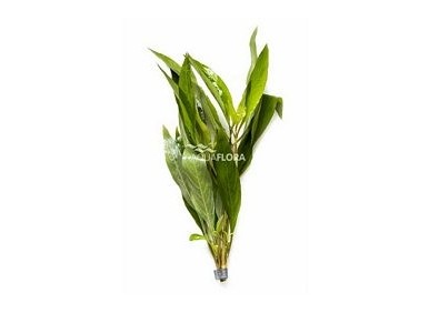 Hygrophila corymbosa 'Siamensis' - Bouquet - Bouquets lestés - Comptoir du Poisson exotique