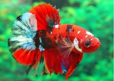 Betta plakat mâle select galaxy - Betta plakat - Comptoir du Poisson exotique Betta plakat mâle select galaxy - Betta plakat - Comptoir du Poisson exotique