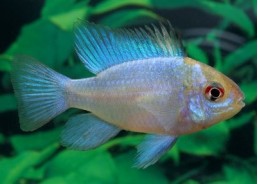 Ramirezi electric bleu - Cichlidés américains - Comptoir du Poisson exotique