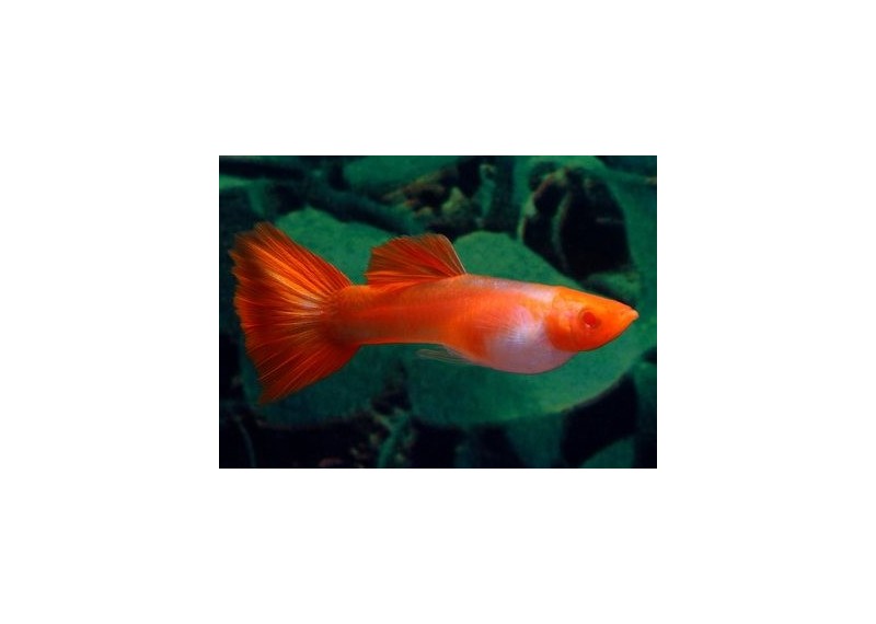 Guppy mâle select kohaku gold - Guppy séléction - Comptoir du Poisson exotique