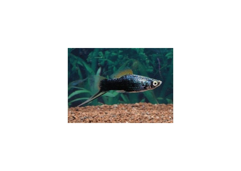 Xipho noir berlinois - Xipho - Comptoir du Poisson exotique