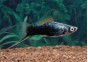 Xipho noir berlinois - Xipho - Comptoir du Poisson exotique