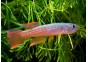 Aphyosemion striatum - Killies - Comptoir du Poisson exotique
