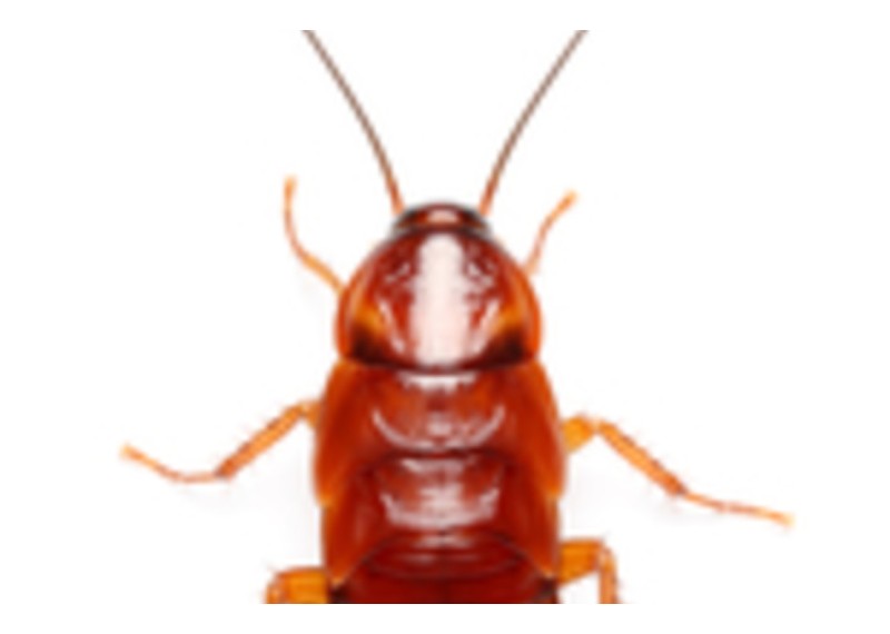 Blatta lateralis - red runner - Boite env.50 pcs - Insectes vivants - Comptoir du Poisson exotique