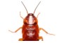 Blatta lateralis - red runner - Boite env.50 pcs - Insectes vivants - Comptoir du Poisson exotique