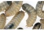 Dola  env.10 pcs - Insectes vivants - Comptoir du Poisson exotique