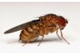 Drosophile large - Insectes vivants - Comptoir du Poisson exotique