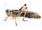 Criquet migrateur small - boite env.18 pcs - Insectes vivants - Comptoir du Poisson exotique
