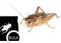 Grillons domestiques tube XL - Taille 6 env.400 pcs - Insectes vivants - Comptoir du Poisson exotique