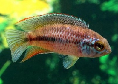 Nannacara anomala - Cichlidés américains - Comptoir du Poisson exotique