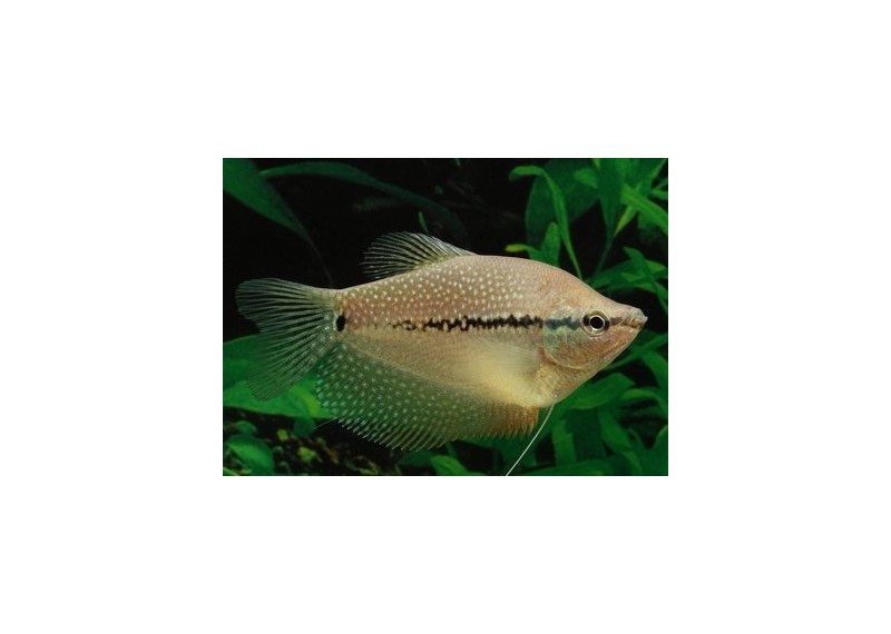 Gourami perlé - Gouramis - Comptoir du Poisson exotique