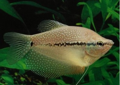 Gourami perlé - Gouramis - Comptoir du Poisson exotique