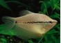 Gourami perlé - Gouramis - Comptoir du Poisson exotique