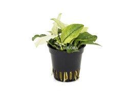 Anubias barteri var. nana 'Pinto' - Pot 5,5cm - Plantes en pots de 5,5cm - aquarium - Comptoir du Poisson exotique