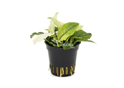 Anubias barteri var. nana 'Pinto' - Pot 5,5cm - Plantes en pots de 5,5cm - aquarium - Comptoir du Poisson exotique