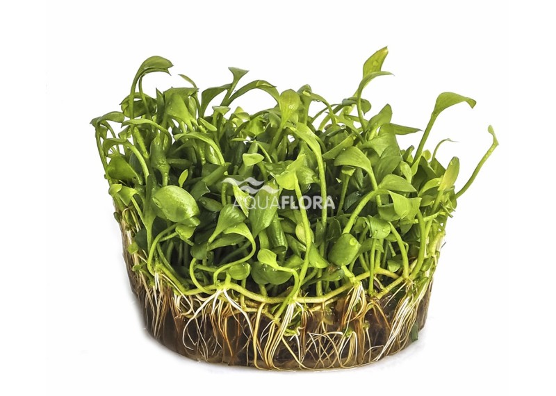 Marsilea angustifolia - In Vitro Cup - Eco scape - cup in vitro - Comptoir du Poisson exotique