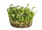 Marsilea angustifolia - In Vitro Cup - Eco scape - cup in vitro - Comptoir du Poisson exotique