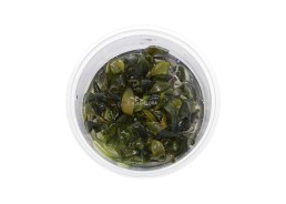Bucephalandra 'Blue Green' - In Vitro Cup - Eco scape - cup in vitro - Comptoir du Poisson exotique