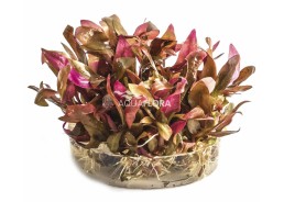 Alternanthera reineckii 'Mini' - In Vitro Cup - Eco scape - cup in vitro - Comptoir du Poisson exotique