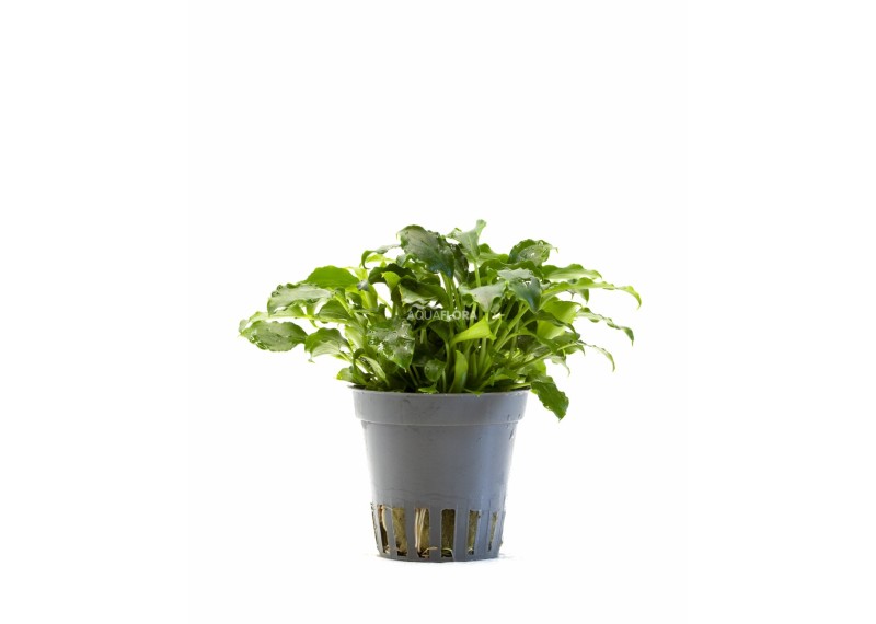 Schismatoglottis prietoi - Pot 5,5cm - NOUVEAU ! - Plantes en pots de 5,5cm - aquarium - Comptoir du Poisson exotique