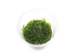 Mayaca fluviatilis - In Vitro Cup - Eco scape - cup in vitro - Comptoir du Poisson exotique
