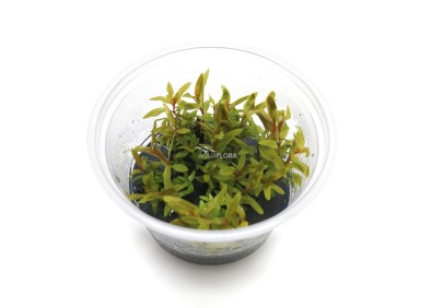 Nesaea pedicellata 'Golden' - In Vitro Cup - Eco scape - cup in vitro - Comptoir du Poisson exotique